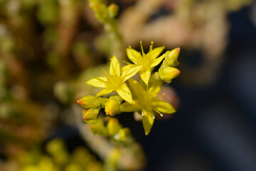 Goldmoss stonecrop