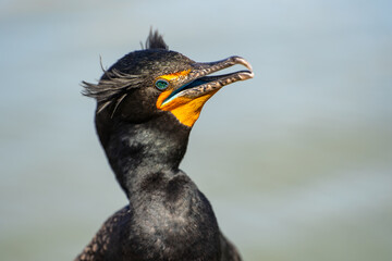 Portrait of double-crested cormorant (phalacrocorax auritus)