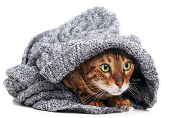 Cute funny scared cold beautiful ginger bengal cat covered with knitted scarf on white background.Shy,frightened domestic animal.Homeless pet and fear or games concept.