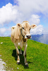 Fototapeta na wymiar Cow with a cowbell on a mountain pasture on the Hahnenkamm in Austria.