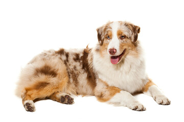 Australian Shepherd - beautiful dog on a white background