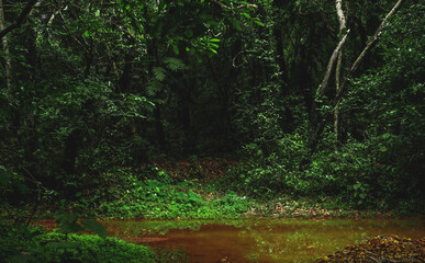 trees in the forest in the rainy season