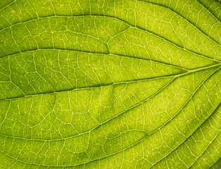 Fototapeta na wymiar The surface of the leaf of the tree. Floral texture
