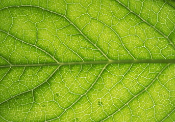 The surface of the leaf of the tree. Floral texture