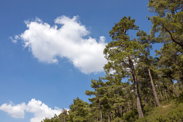 pine tree and cloudy sky