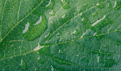 Fototapeta premium Drops of transparent rain water on a leaf. Floral macro background 