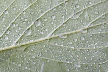 Drops of transparent rain water on a leaf. Floral macro background
