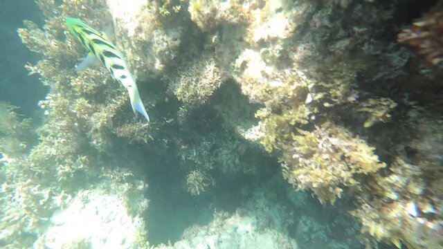 Nurkowanie w ławicy tropikalnych ryb