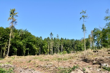 Fototapeta na wymiar Gefällter und zerstörter Wald wegen Borkenkäfer