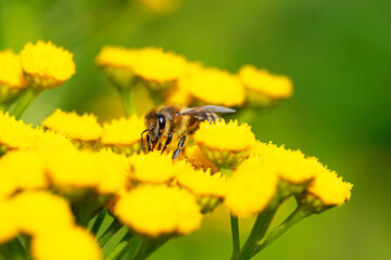 Bee collects nectar and pollen on a yellow flower. Apis mellifera. Insect close up.