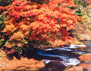 福島県　南会津町　紅葉したツツジに小川