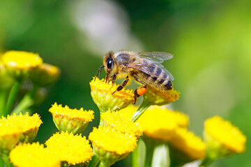 Bee collects nectar and pollen on a yellow flower. Apis mellifera. Insect close up.