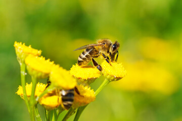 Bee collects nectar and pollen on a yellow flower. Apis mellifera. Insect close up.