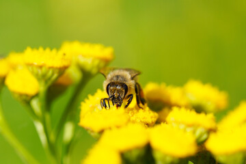 Bee collects nectar and pollen on a yellow flower. Apis mellifera. Insect close up.