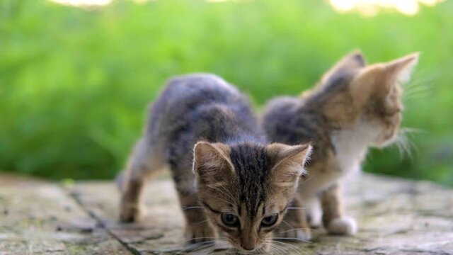 A two little kitten sits and lie down near the cat .Beautiful tabby cats rubs against another kitten, outdoor on a green natural sunlit background . High quality 4k footage
