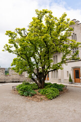 Fototapeta na wymiar Tree in the courtyard