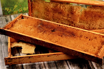 Old and damaged bee honeycomb close-up  in a wooden frame. Beekeeping concept