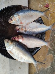 fresh fish on the market