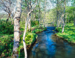 福島県　磐梯高原　新緑の小川と森林