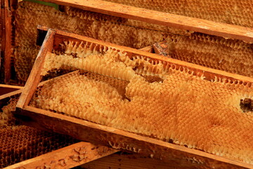 Old and damaged bee honeycomb close-up  in a wooden frame. Beekeeping concept