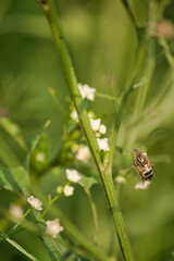 Beautiful things don't ask for attention