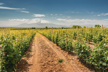 Fototapeta na wymiar Smooth rows of vineyards against the backdrop of the majestic Mount Ararat in Armenia. Grape agriculture and production of high-quality varieties of wine