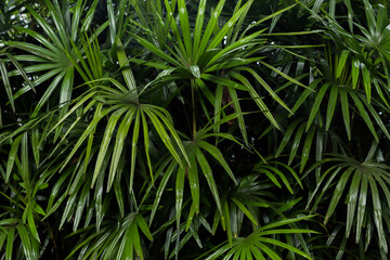 Close up of palm tree with nature light. 