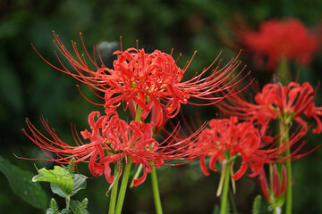 河辺に咲く彼岸花