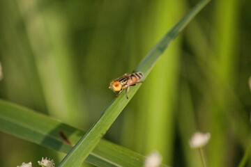 Beautiful things don't ask for attention