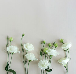 Flowers background.White eustoma flowers frame on beige background top view, copy space. Minimal floral card template.
