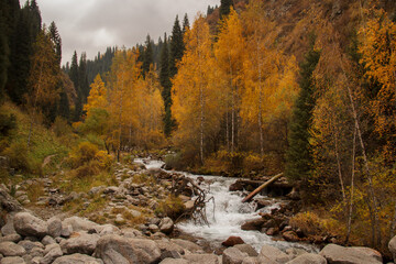 A river with stones high in the mountains in autumn, yellow trees and Christmas trees grow around on the slopes and banks, there are a lot of stones in the river, the sky is with clouds, autumn, cloud