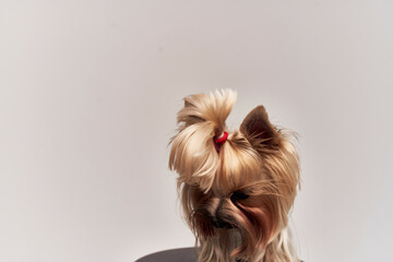 Naklejka premium dog Yorkshire Terrier posing isolated background