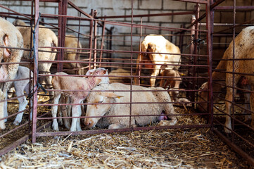 Newborn lamb staggering and stained with blood near the mother sheenewborn reeling and stained with...