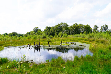 Diepholzer Moor nature reserve near Diepholz. Landscape in a raised bog.