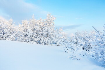 winter nature landscape at a sunny day