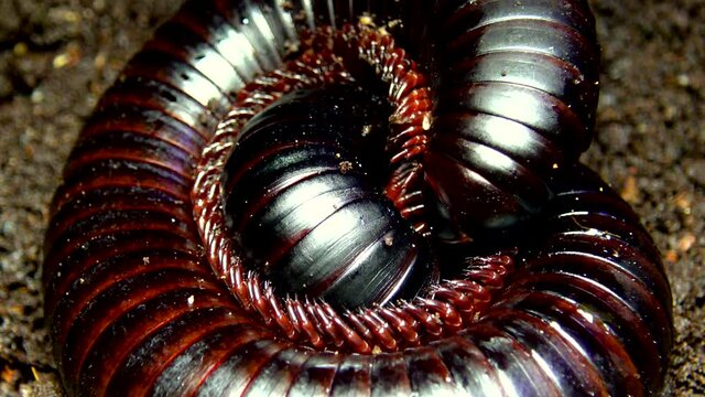 The giant African millipede (Archispirostreptus gigas), is one of the largest millipedes