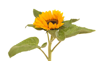 Helianthus annuus, the common sunflower, isolated on white background