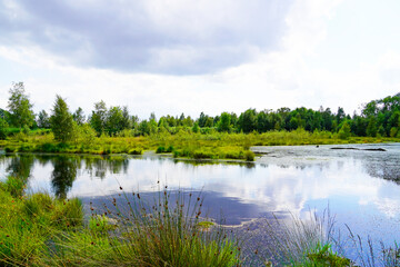Obraz na płótnie Canvas Diepholzer Moor nature reserve near Diepholz. Landscape in a raised bog.