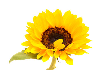 Helianthus annuus, the common sunflower, isolated on white background