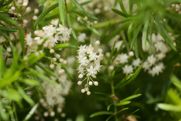 Fototapeta premium Small white flowers of Asparagus densiflorus, the asparagus fern, natural macro floral background 