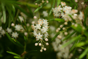 Small white flowers of Asparagus densiflorus, the asparagus fern, natural macro floral background
