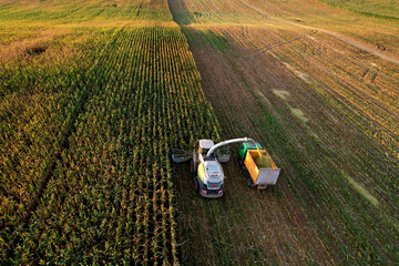 Forage harvester on maize cutting for silage in field. Harvesting biomass crop. Self-propelled...