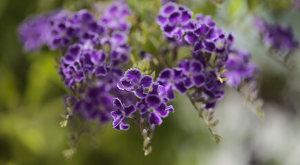 Flowering blue Duranta erecta, skyflower, natural macro floral background

