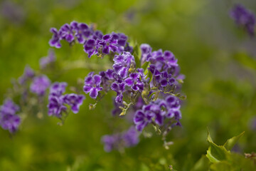 Fototapeta premium Flowering blue Duranta erecta, skyflower, natural macro floral background 