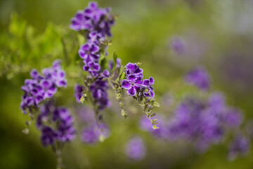 Flowering blue Duranta erecta, skyflower, natural macro floral background

