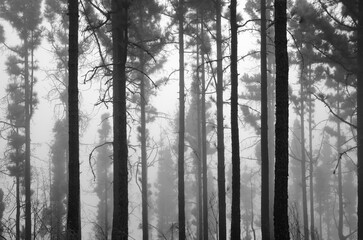 Fototapeta premium Flora of Gran Canaria - Pinus canariensis, fire-resistant Canary pine, able to recuperate after wildfire, natural macro floral background 