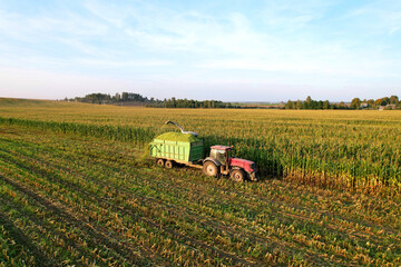 Tractor with a trailer transports corn from the field. Maize cutting for silage in field....