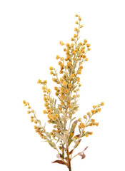 Flora of Gran Canaria - Artemisia thuscula, locally called Incense due to its highly aromatic properties, isolated on white

