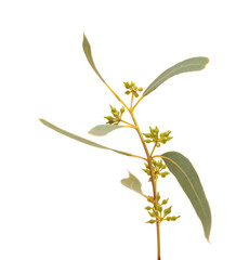 Flora of Gran Canaria -  Eucalyptus camaldulensis, introduced species, isolated on white background
