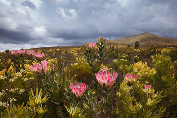Stunning pink proteas and mountain fynbos on a stormy spring day in the Southern Cape, South Africa. Species Protea compacta aka Bot River Sugarbush